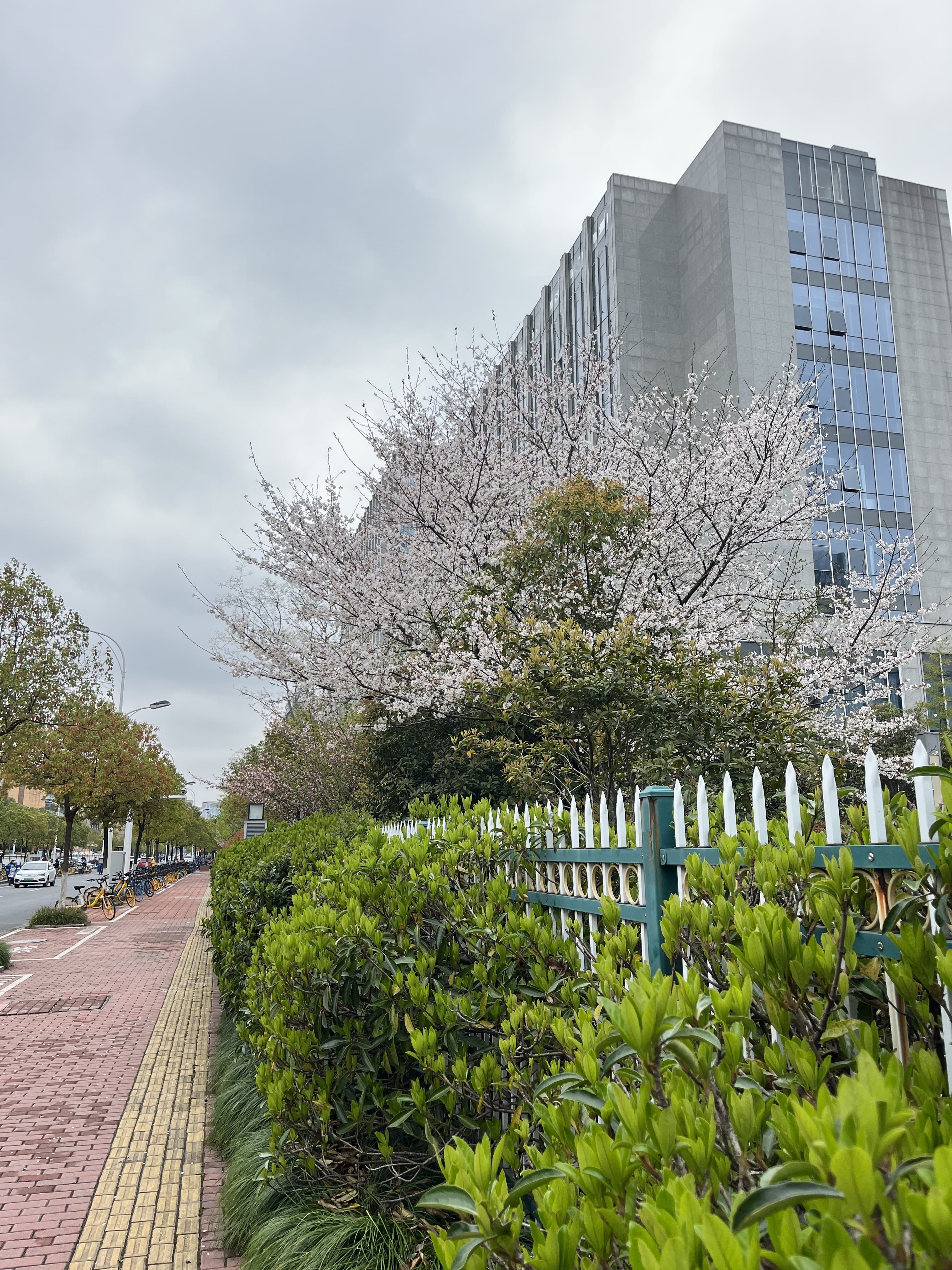 三月的杭城随便一处都是风景 3月  202203