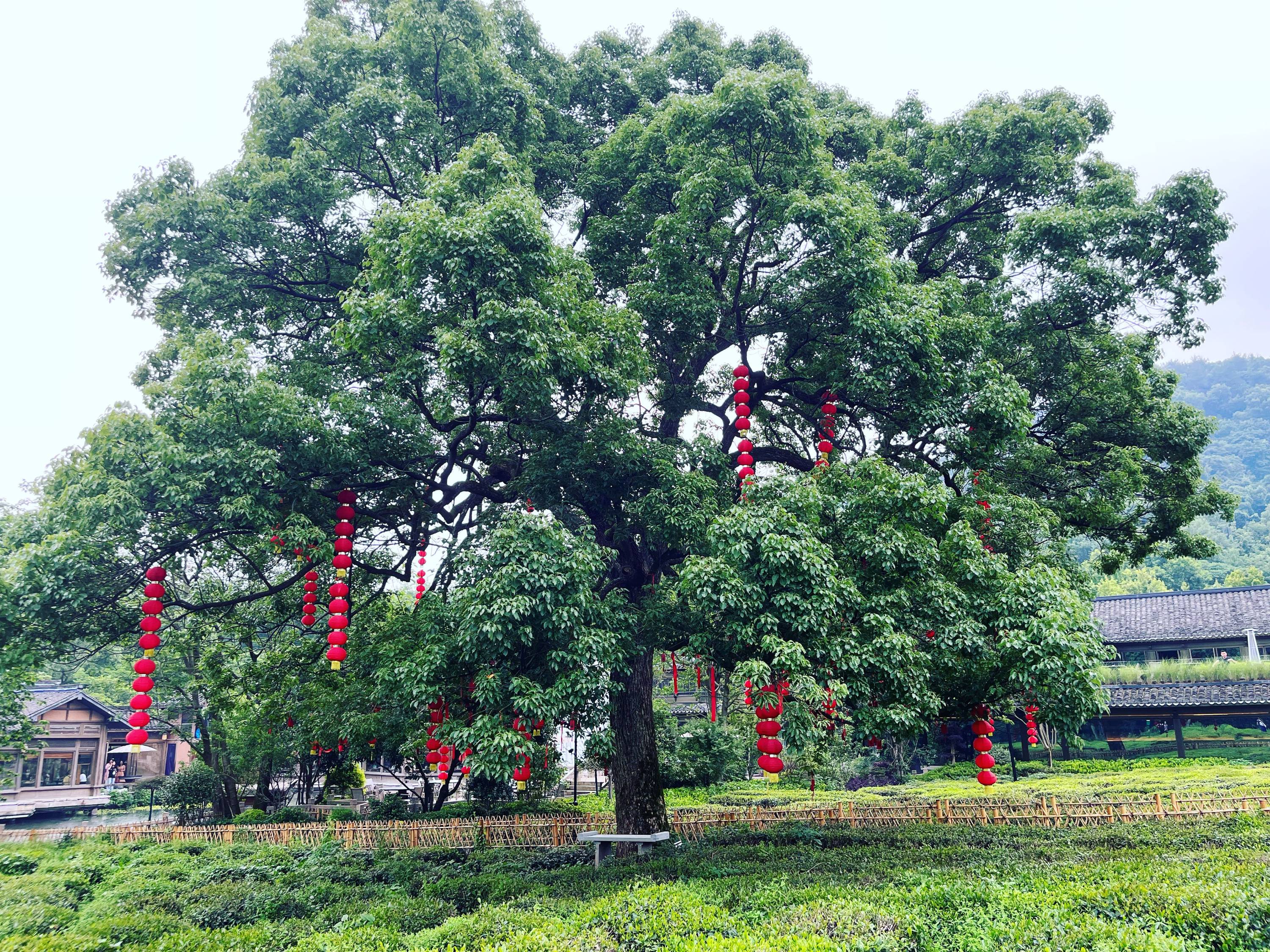 龙井路看到这颗老树，祈福新的一天 6月 202206