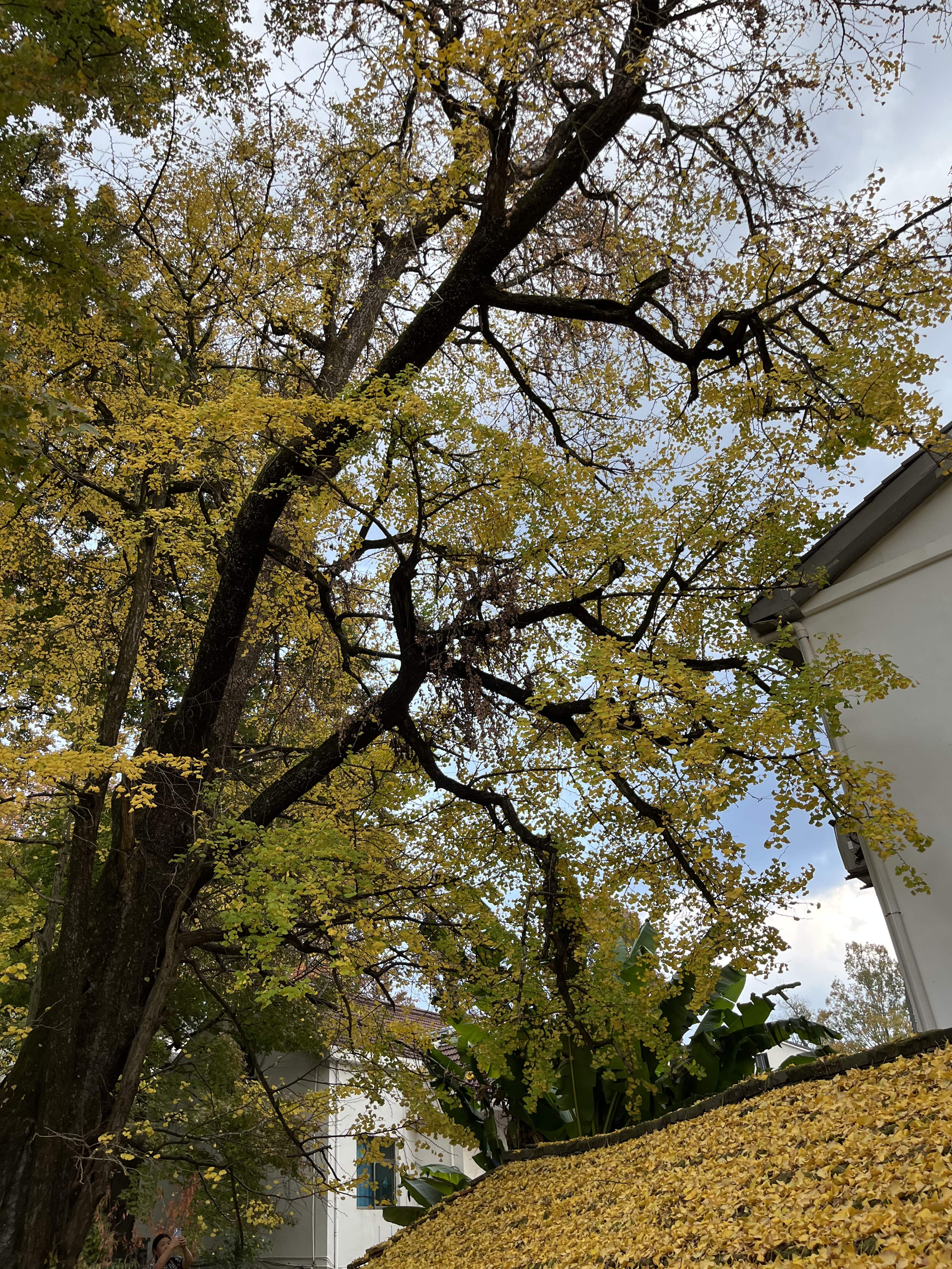 指南山赶个秋，第二天就变天入冬了 11月12日  202211