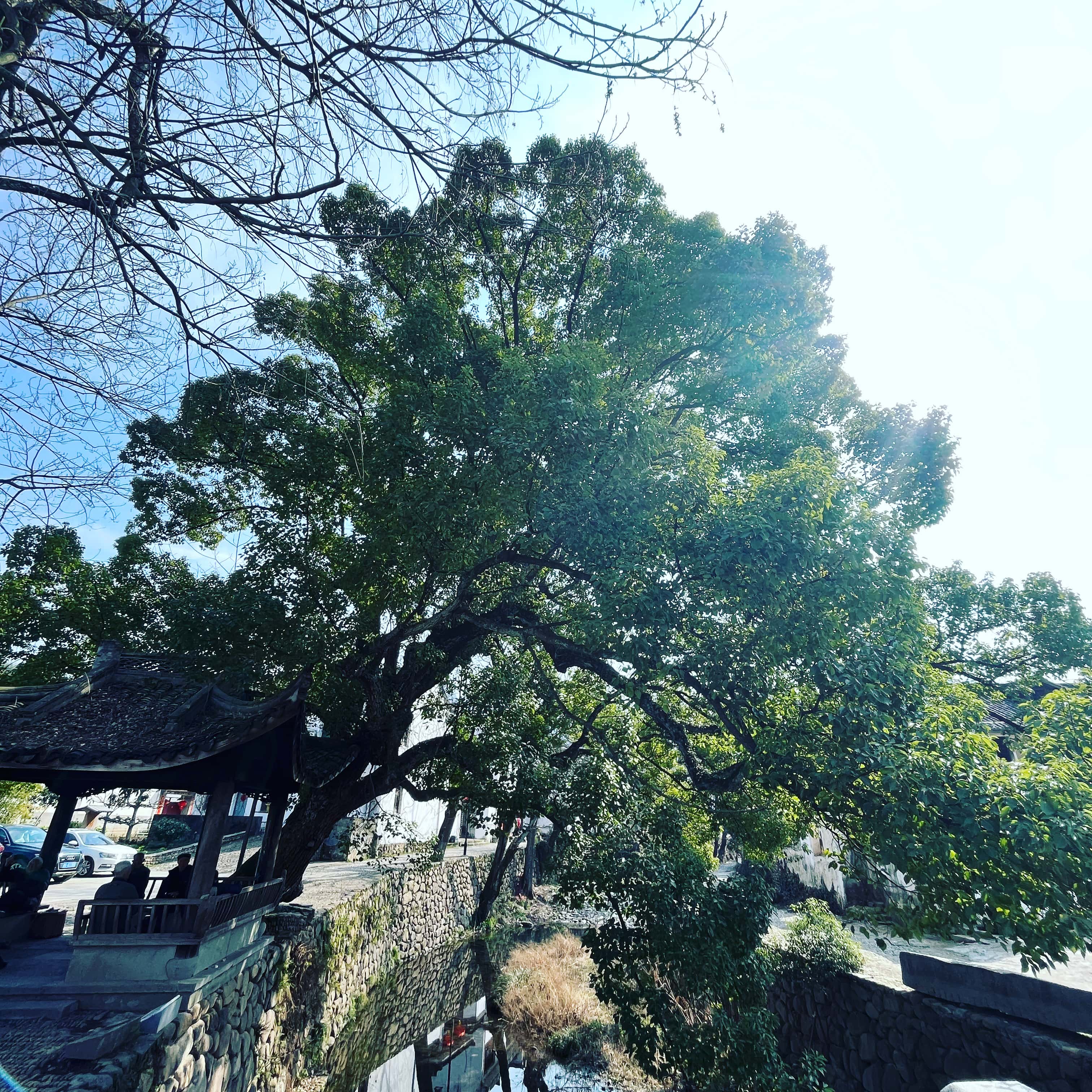 这棵树，从一边到另一边，以及树下的老人 2.18  202302