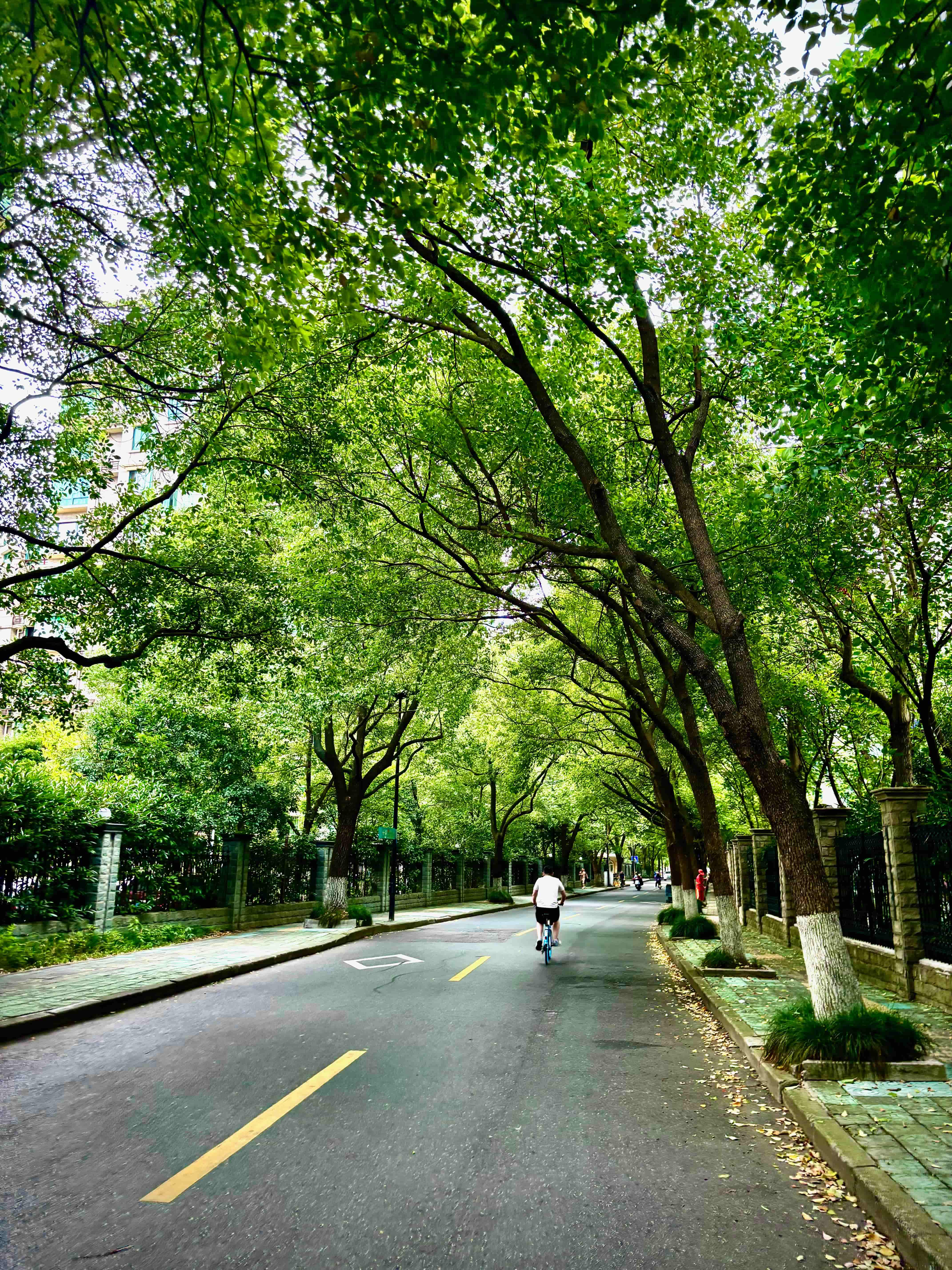 特别喜欢这样的马路 202406