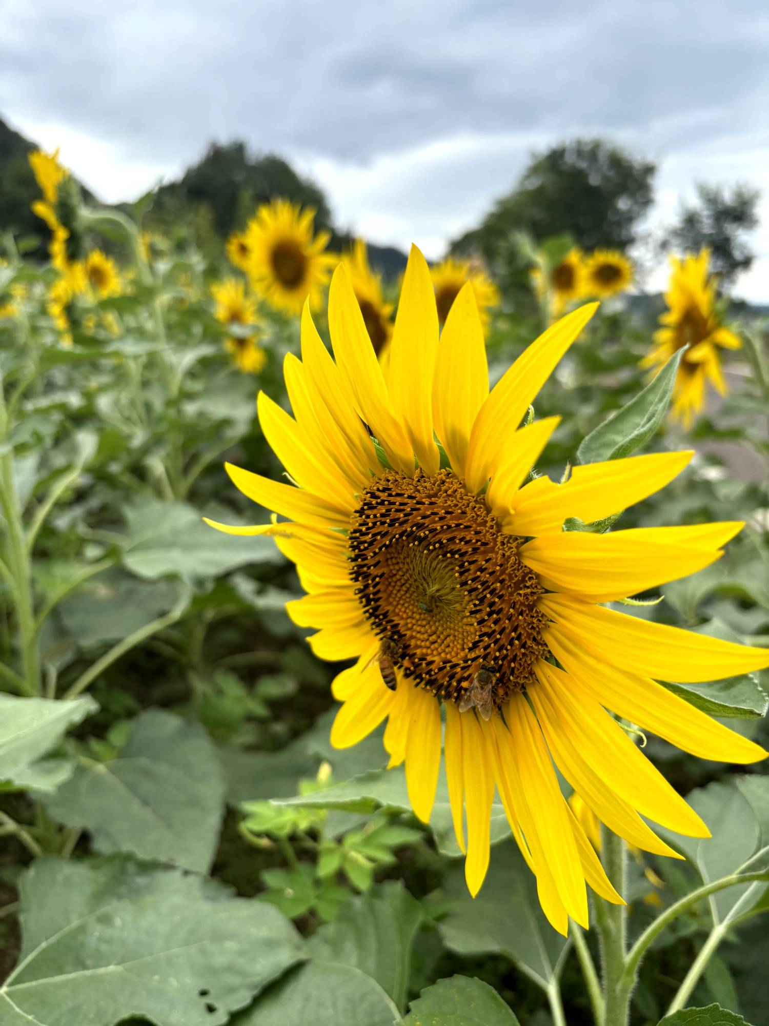 10月 向阳而生  202410