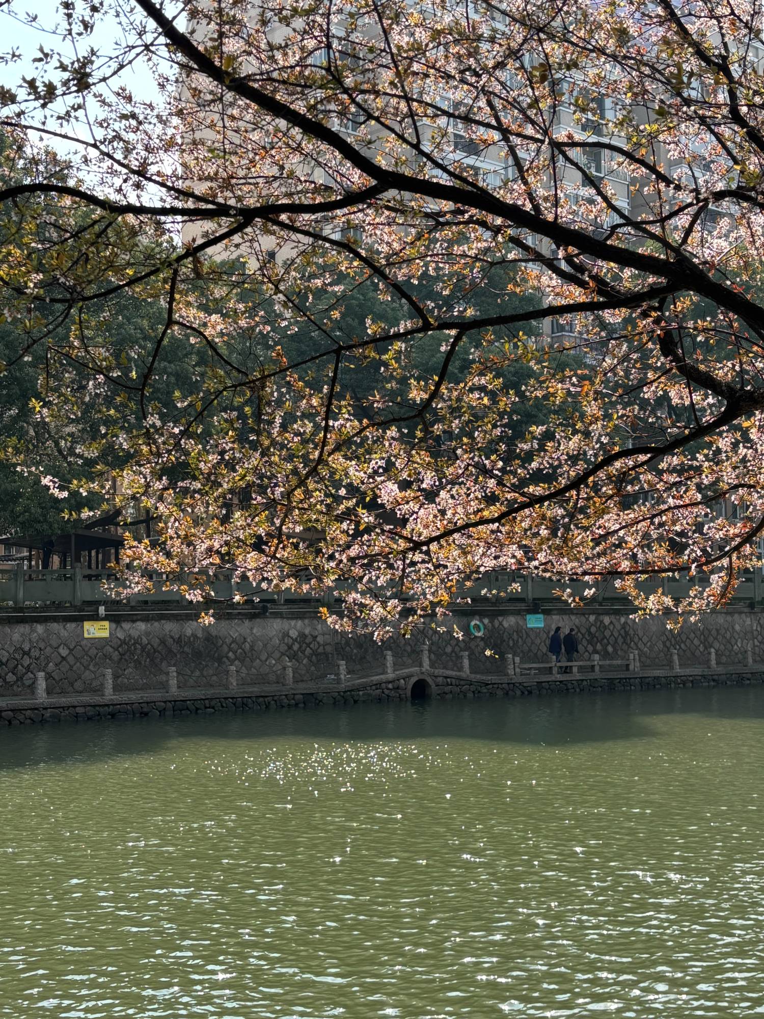 2025.3.16余杭塘河游步道  202503