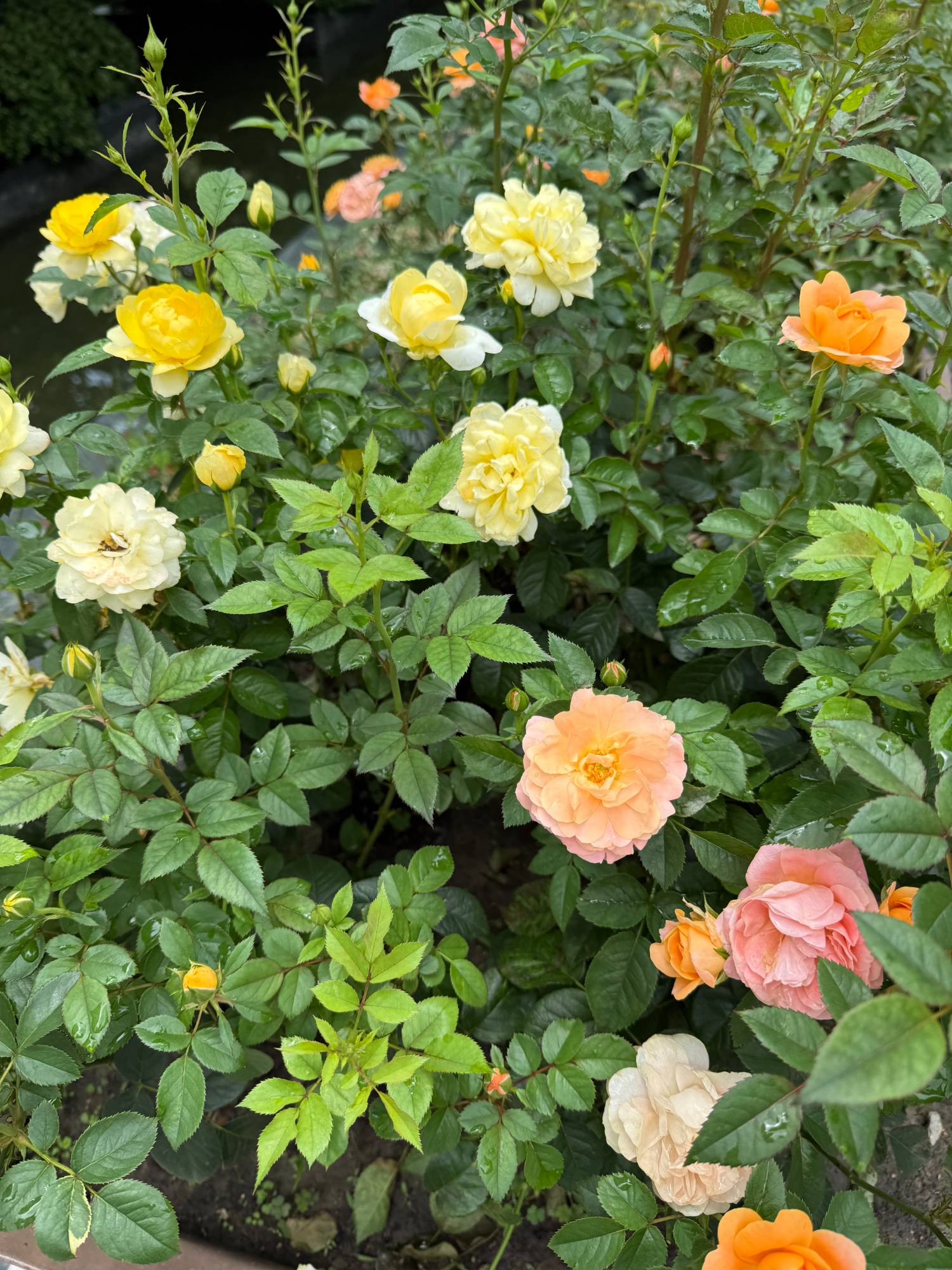 6.13梅雨季节浇灌的花朵  202506