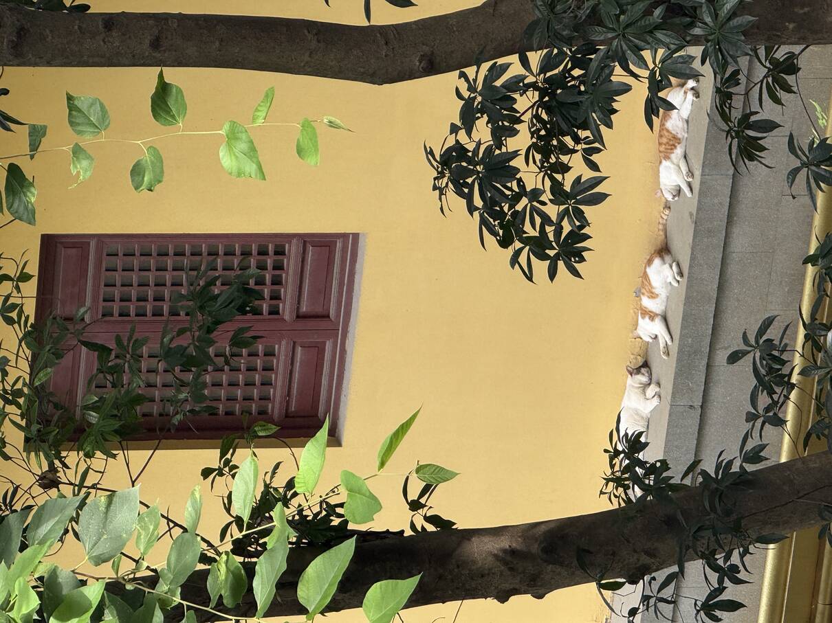 2025.8.10这三只小猫最有佛缘 202508