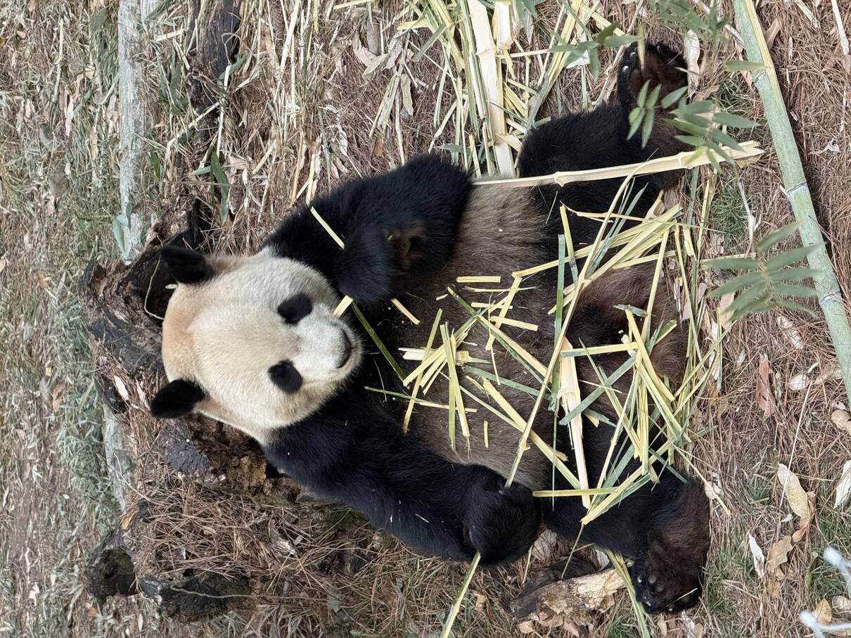 吃饭睡觉是最重要的事吧 202512